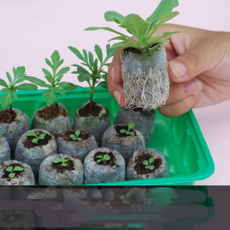 Gardening Tools Succulent Gardening Supplies Set Combination Planting Flowers Green Plants Succulents Tools - Image 4