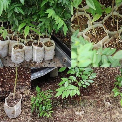 Non-woven seedling bag plant planting bag nutrition bag gardening - Image 5