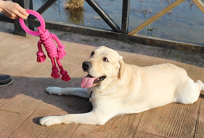 Big dog interactive knot toy - Image 5
