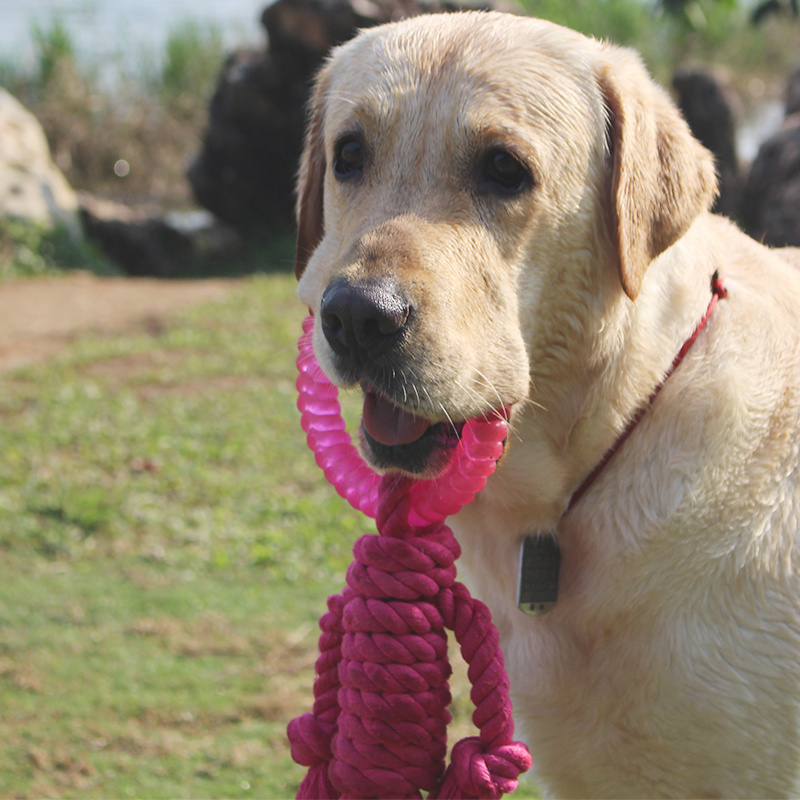 Big dog interactive knot toy - Image 3